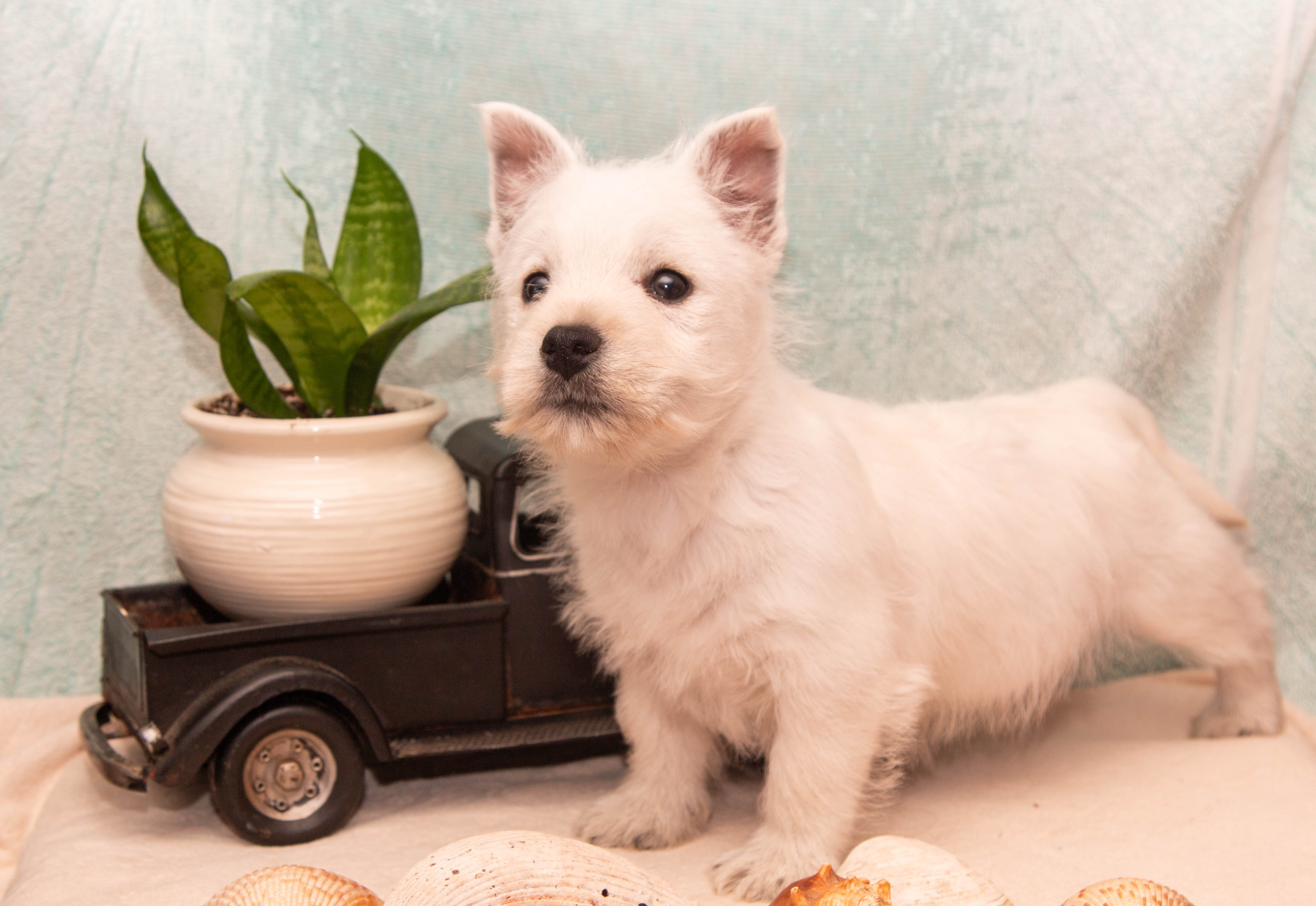 puppy, for, sale, West Highland White Terrier, Amos B. King, dog, breeder, Romney, WV, dog-breeder, puppy-for-sale, forsale, nearby, find, puppyfind, locator, puppylocator, aca